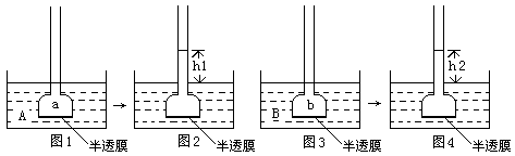 下图表示渗透作用装置图,其中半透膜为膀胱膜,装置溶液a,b,a,b浓度