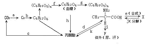 08屆高三生物光合作用和呼吸作用專題-高中三年級生物試題練習,期中