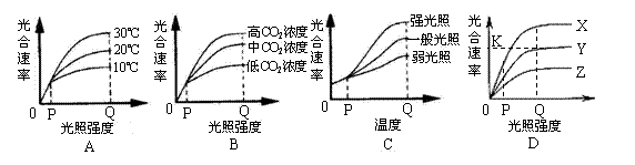 08屆高三生物光合作用和呼吸作用專題-高中三年級生物試題練習,期中