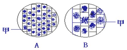 高中三年级生物试题 正文(1)在高等植物细胞中,有丝分裂常见于根尖